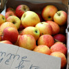 Espelette Fête du Piment (9)