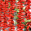 Espelette Fête du Piments (27)