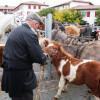 Hélette Foire chevaux pottok (25) ret