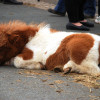 Hélette Foire chevaux pottok (3) ret