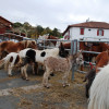 Hélette Foire chevaux pottok (38) ret