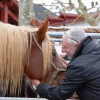Hélette Foire chevaux pottok (51) ret