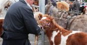 Foire aux chevaux et pottoks à Hélette