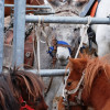 Hélette Foire chevaux pottok (36) ret